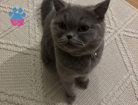 Kızımıza eş arıyoruz