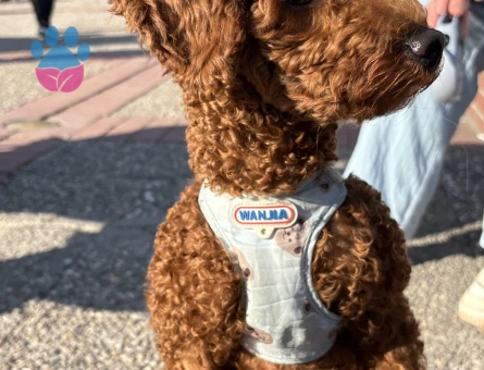 Erkek 1 Yaş 4 aylık toy Poodle Eş arıyoruz