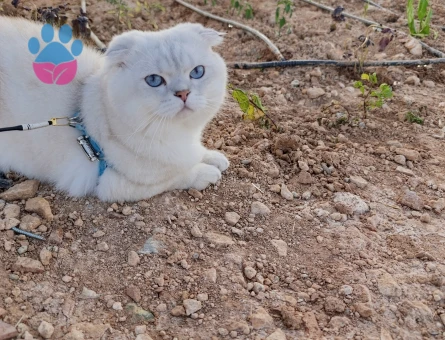 Dişi kedi aranıyor