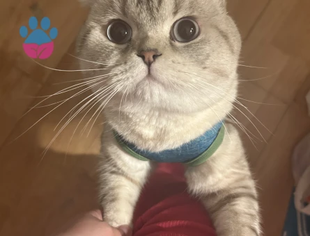 Scottish fold oğluma eş arıyorum