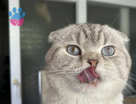 Scottish fold oğluma eş arıyorum