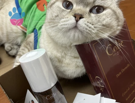 Scottish fold oğluma eş arıyorum