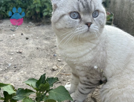 Scottish fold oğluma eş arıyorum
