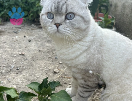 Scottish fold oğluma eş arıyorum