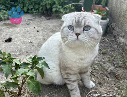 Scottish fold oğluma eş arıyorum