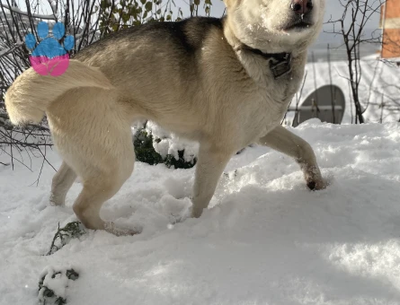 Husky Köpeğime Eş arıyorum
