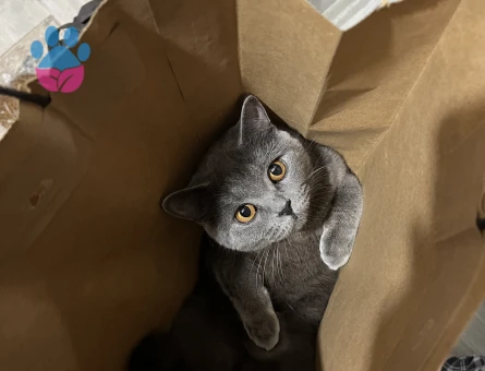 1,5 yaşında olan kedime acilen bir eş arıyorum ☺️