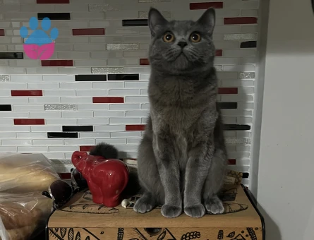 1,5 yaşında olan kedime acilen bir eş arıyorum ☺️