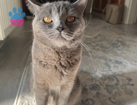 1,5 yaşında olan kedime acilen bir eş arıyorum ☺️