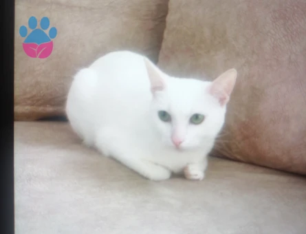 Van Kedisi 2 Yaşında Eş Arıyor