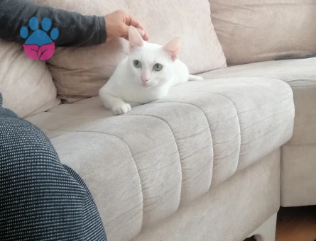 Van Kedisi 2 Yaşında Eş Arıyor