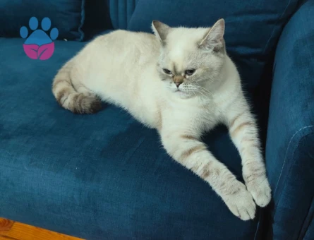 British Kedime Damat aranıyor