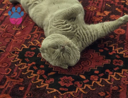 Scottish Fold 1 Yaşında Dişi aranıyor