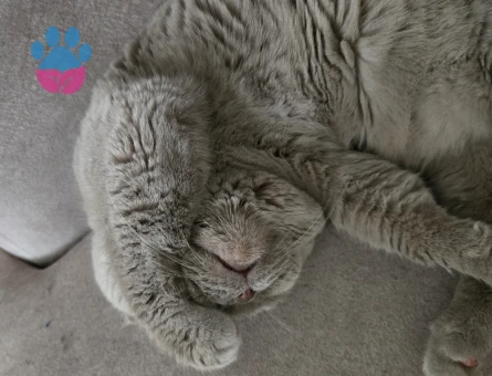 Scottish Fold 1 Yaşında Dişi aranıyor