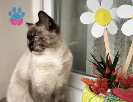 British Shothair 10 Aylık Eş Arıyor