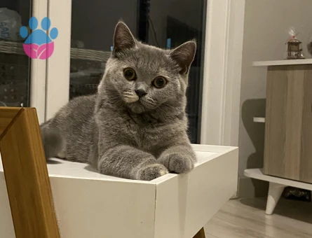 British Shorthair 10 Aylık Kedim Eş Arıyor