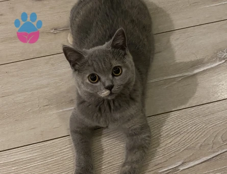 British Shorthair 10 Aylık Kedim Eş Arıyor