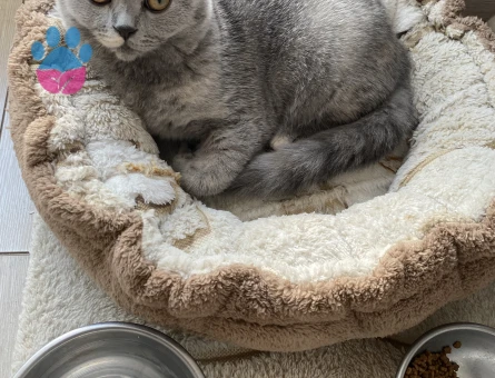 British Shorthair 10 Aylık Kedim Eş Arıyor