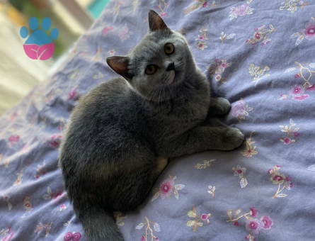 British Shorthair 10 Aylık Kedim Eş Arıyor