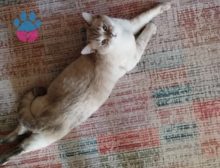 2 Yaşında ki british shorthair kızımıza erkek arıyoruz