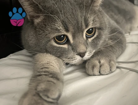 British shorthair 2.5 yaşında sağlıklı erkek Kedim Eş Arıyor