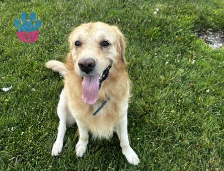 Golden Retriever Erkek Köpeğim Eş Arıyor