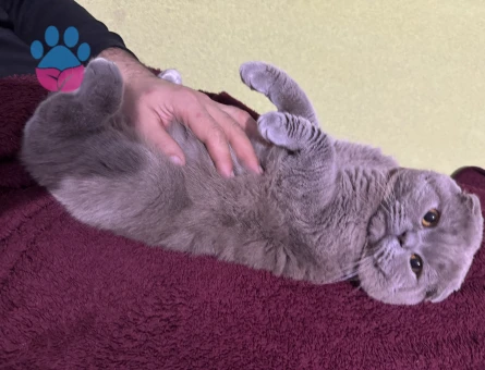 Karlosumuza eş arıyoruz