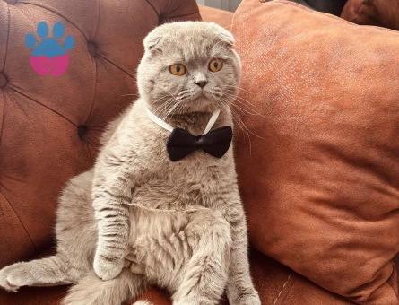 Karlosumuza eş arıyoruz