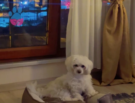 Maltese Terrier 15 Aylık Eş Arıyor
