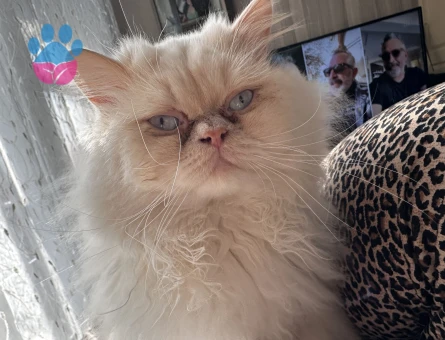 İran Kedisi 2 Yaşında Oğlum Eş Arıyor