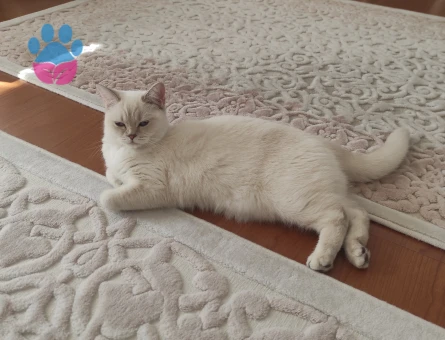 British Shorthair 1 Yaşında Kızım Eş Arıyor