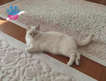 British Shorthair 1 Yaşında Kızım Eş Arıyor