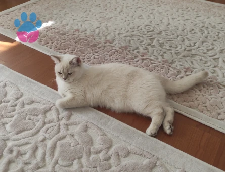 British Shorthair 1 Yaşında Kızım Eş Arıyor