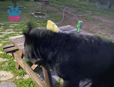 Alman Kurdu Köpeğime Eş arıyorum