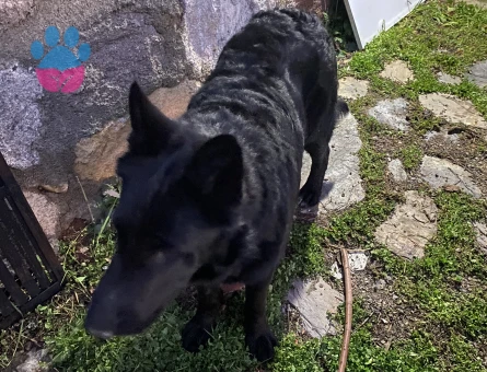 Alman Kurdu Köpeğime Eş arıyorum