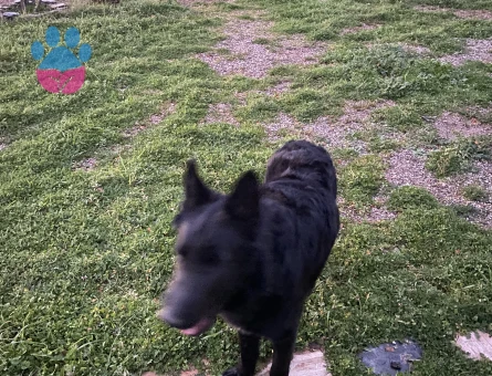 Alman Kurdu Köpeğime Eş arıyorum