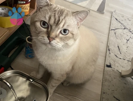 Erkek kedime eş arıyorum