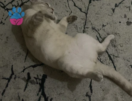 Erkek kedime eş arıyorum