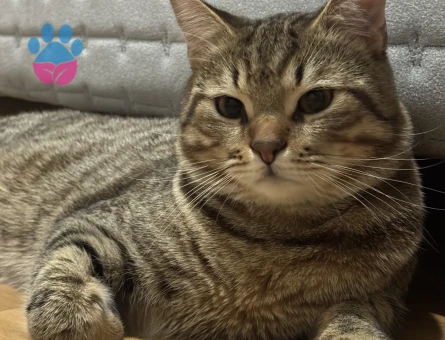 Paşaya eş arıyoruz.