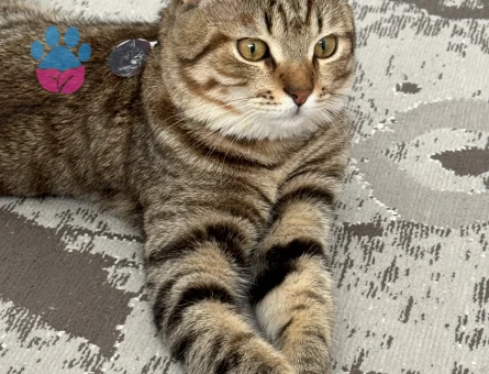 Paşaya eş arıyoruz.