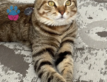 Paşaya eş arıyoruz.