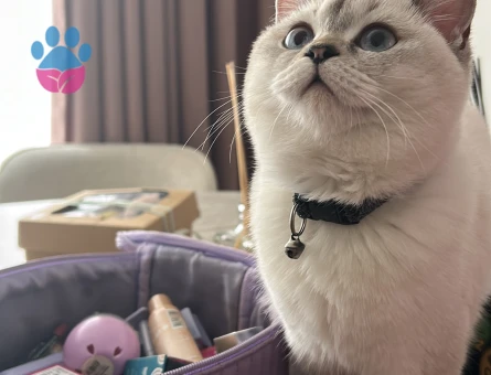 British prensese kociş arıyoruz