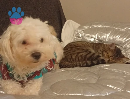 Dünya güzeli kızım venüse  eş ariyorum