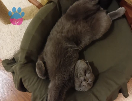 2 YAŞINDAKİ SCOTTİSH OĞLUMUZA EŞ ARIYORUZ