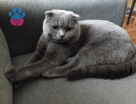 2 YAŞINDAKİ SCOTTİSH OĞLUMUZA EŞ ARIYORUZ