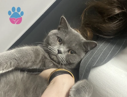 Kedimize gelin adayı arıyoruz