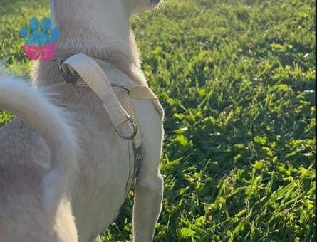 Erkek Chihuahua 2 Yaşında Eş Arıyoruz