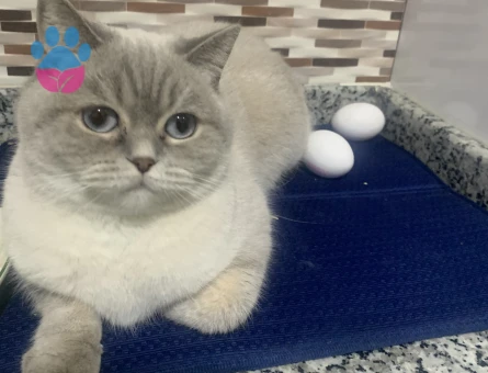 Diva’ya eş arıyorum