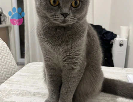 Ogluma eş arıyorum