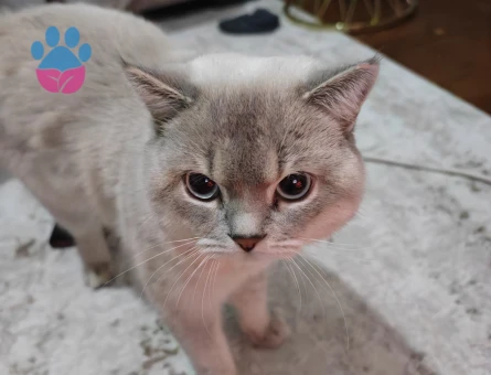 Erkek kedime eş arıyorum